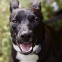 Photo of Krumb *$350 Adoption Fee*