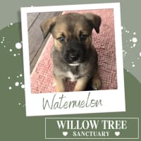 Photo of Watermelon 