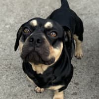 Photo of Gordo