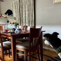 Photo of Bonnie
