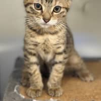 Photo of Honey 