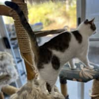 Photo of Bungi