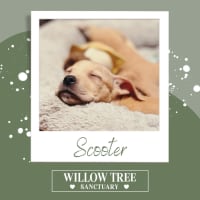 Photo of Scooter