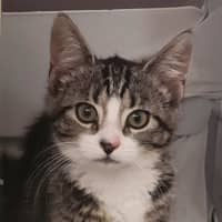 Photo of Layla   Located In Templestowe