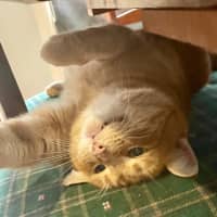 Photo of Lieutenant Dan