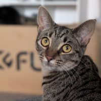 Photo of Constantine **2nd Chance Cat Rescue**