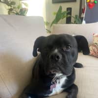 Photo of Buster ❤️