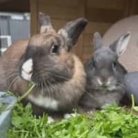 Photo of Percy & Merlin 