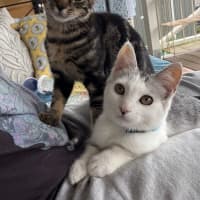 Photo of Pebbles