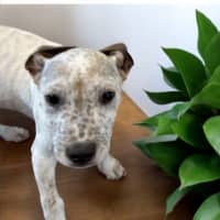 Photo of Bob   11 Week Old Cattle Dog X Staffy (Trial 10/10