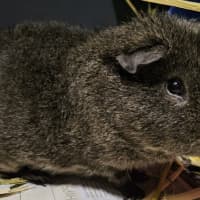 Photo of Edgar (Bonded With Carl)