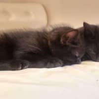 Photo of Onyx
