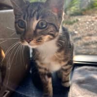 Photo of The Honey Suckler 