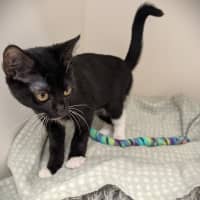 Photo of Marlowe