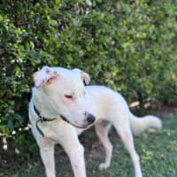 Photo of Brazil *$350 Adoption Fee*