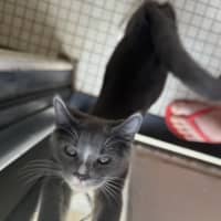 Photo of Zara   11 Week Old Dsh (On Trial)