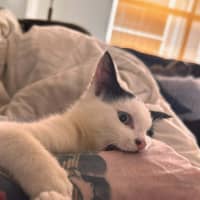 Photo of Gizmo / Molly Moo