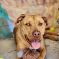 Photo of 🐁 Danger Mouse 6840 🐁