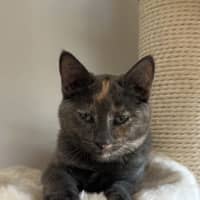 Photo of Misty   Located In Bellfield