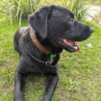 Photo of Buddy