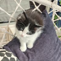 Photo of Misty