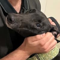 Photo of Boston, The Greyhound