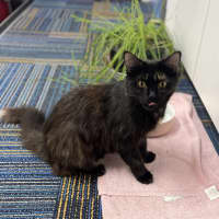 Photo of Tawny