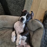 Photo of Chester   3 Month Old Staffy X (Trial)