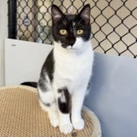 Photo of Shiloh