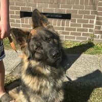 Photo of Tyson