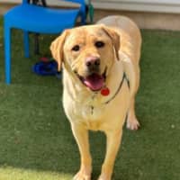 Photo of Archie