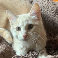 Photo of Carter 😸🧡🐈😽