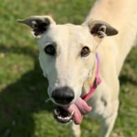 Photo of Tyson The Greyhound