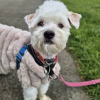 Photo of Snowy