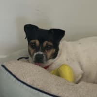 Photo of Oscar   6 Year Old Chihuahua X