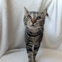 Photo of Meatloaf