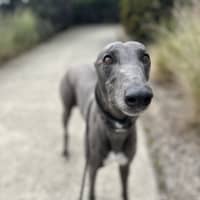 Photo of Alfie