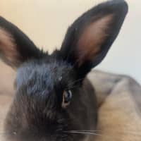 Photo of Smol Jr