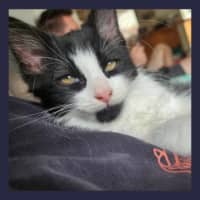 Photo of Sylvester 