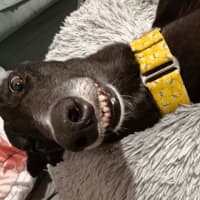 Photo of Eve, The Greyhound