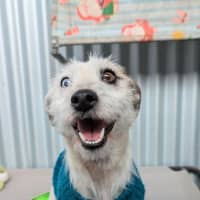 Photo of Roxy