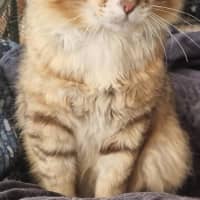 Photo of Lynx
