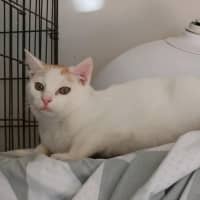 Photo of Gunner 🧡 * 9 Lives Project Rescue*