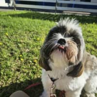 Photo of Alfie