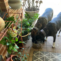 Photo of Luca And Tinka 