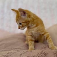 Photo of Harry   In Foster Care In Croydon