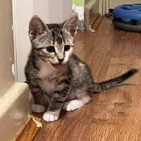Photo of Stella