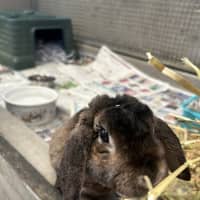 Photo of Taz