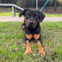 Photo of Sarge
