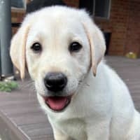 Photo of Alfie   10 Week Old Labrador